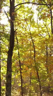Vertical Video Forest with Trees in the Fall