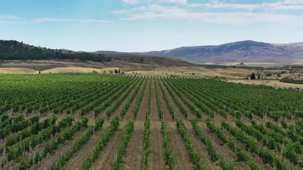 Aerial View of Mountain Vineyard in Crimea