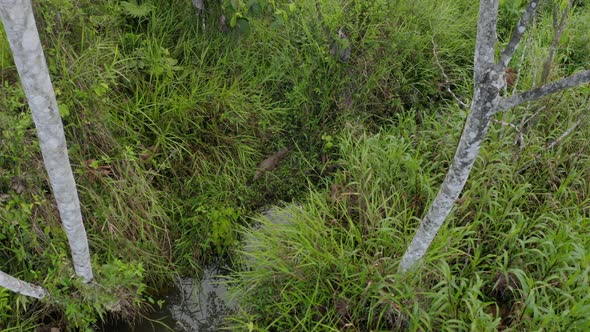 Zooming in at an alligator that is sunbathing alongside a small pond