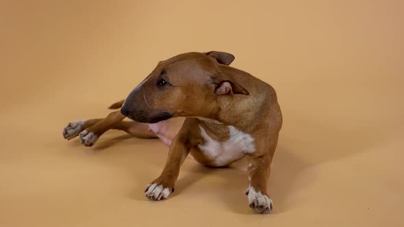Cute Female Bull Terrier Lies with Her Legs Stretched Out and Wags Her Tail in a Friendly Manner