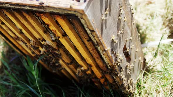 Close-up of honey bee box covered with bees