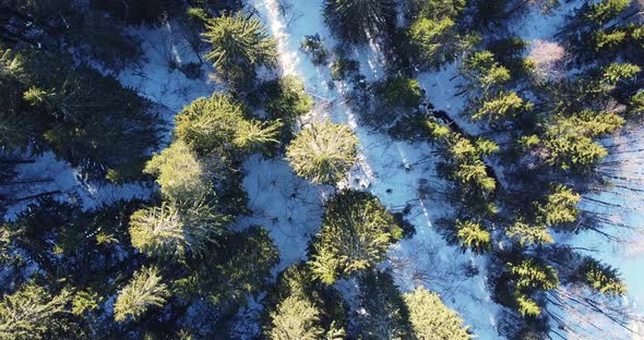 Drone Zoom in Spins Around the Forest