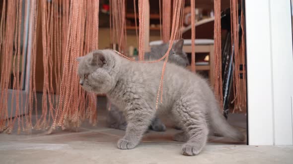 Kitten of the British Lopeared Breed Is Played with Mom on the Stairs