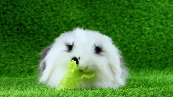 A Fluffy White Hairy Rabbit Eating Green While Sitting On Green Grass