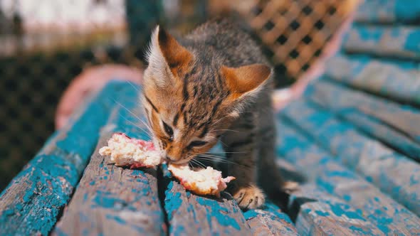 Homeless Gray Kitten Eating Food on the Street on a Bench, Slow Motion