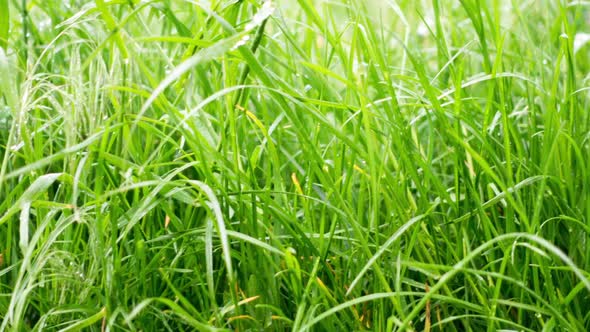 Dew Drops on the Grass Shining in the Morning Rays of Sun.