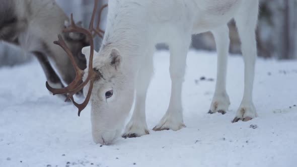 Slowmotion of a reindeer trying to find food from the frozen ground as other reindeer is walking in