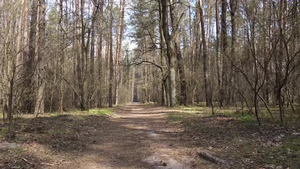 Aerial View of the Road Inside the Forest