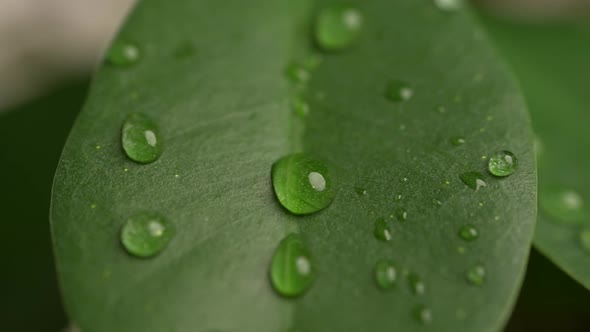 Water Drops on a Leaf 86