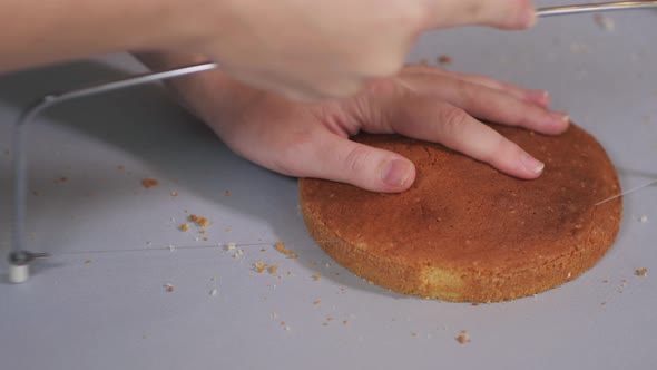 Pastry Chef Uses a Special Cutter to Cut the Baked Cake Into Even Layers