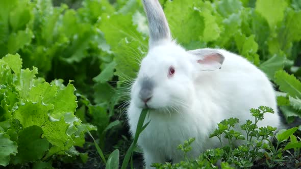 Little Funny Rabbit on the Field in Summer