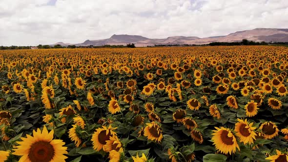 Growing Sunflowers in a Farmer's Field