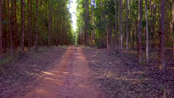 Low angle aerial shoting along dirt track in dense eucalyptus forest