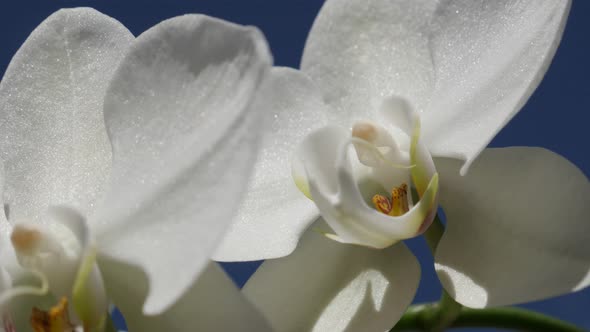 Shallow DOF Phalaenopsis amabilis   flower blossom details 4K 2160p 30fps UltraHD footage - Close-up