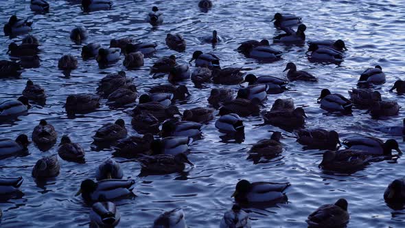 Ducks on the lake swim in the evening