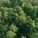 Flight over the Morning birch forest - VideoHive Item for Sale
