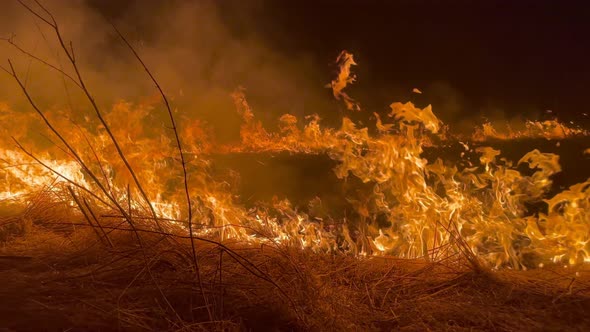 Forest Fire Wildfire Burning Grass and Bushes Close Up