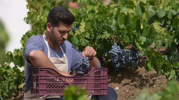 Farmers at the Harvest Collecting Grapes