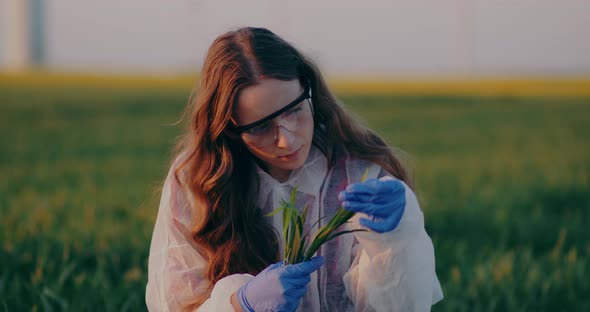 Agronomist Examining Crops in Field Agriculture
