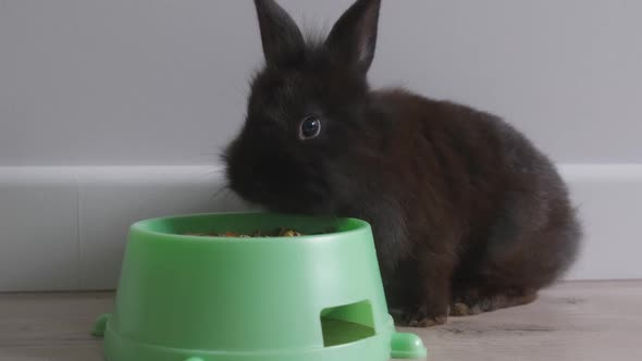 Cute Rabbit Eating From a Bowl