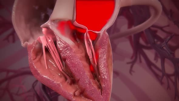 Chambers of the Heart The right atrium receives blood from the veins