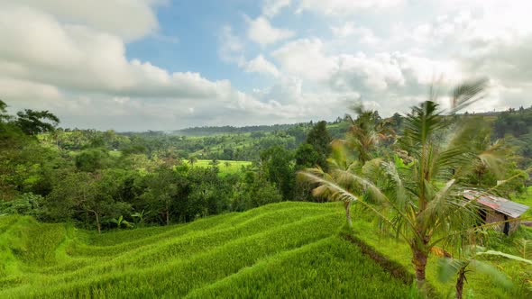 Time lapse the lush green rice paddies of Bali.