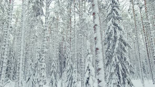 The Drone Slow Flies Between the Trunks of Snowcovered Pine Trees in Forest at Winter Nobody at