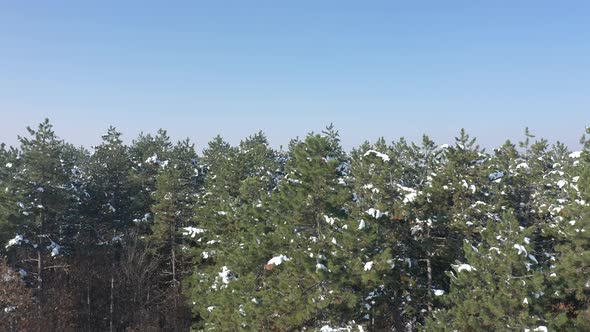 Pine tree forest by winter day under blue sky 4K drone video