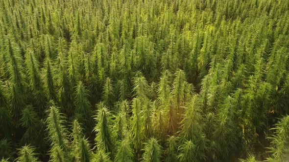 Aerial View of Large Cannabis Marijuana Fields at Sunset