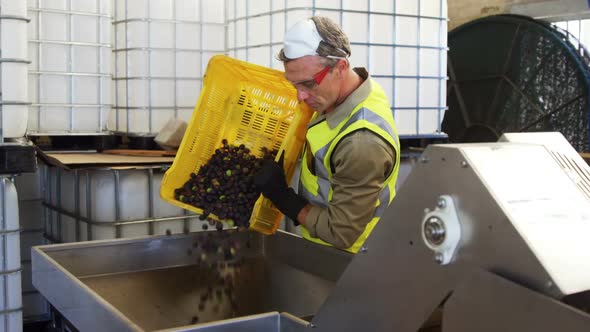 Worker putting harvested olives in machine 4k