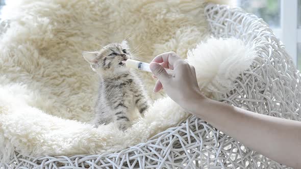 Asian Woman Feeding A Kitten By Syring