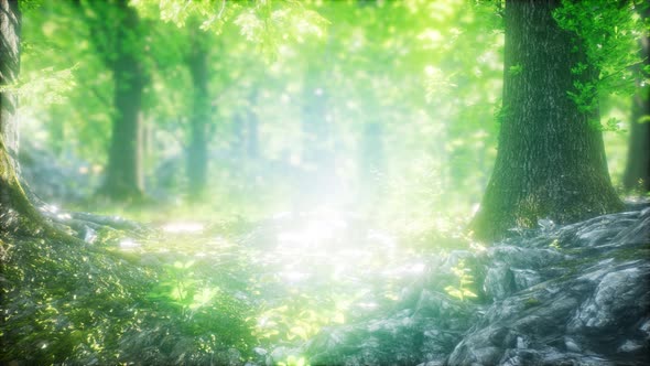 Morning in the Misty Spring Forest with Sun Rays alt