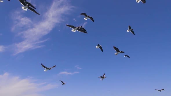 Flying Birds On Blue Sky