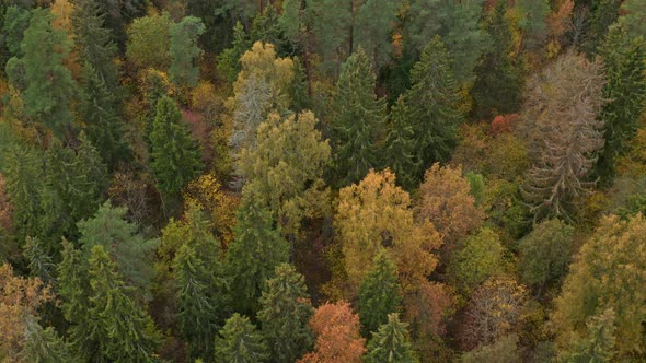 Flight Above Forest