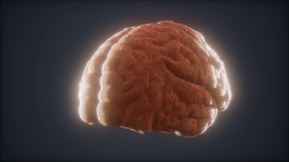 Loop Rotating Human Brain Animation alt