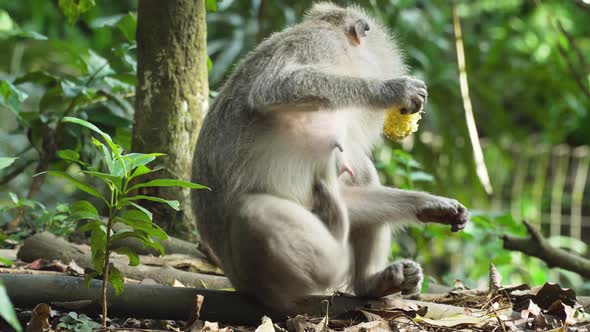 Monkeys in the Forest in Bali