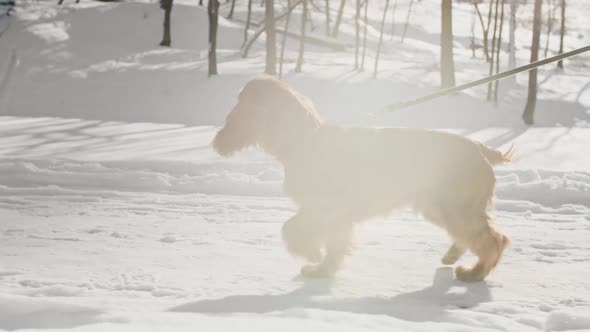 Dog Playing Outdoors in Snow at Winter
