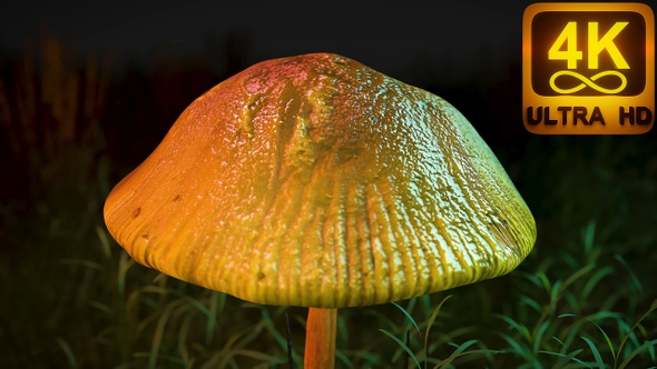 Colorful Trippy Psychedelic Mushroom In The Forest Art Animation. New Age Hypnotizing 3d Visual