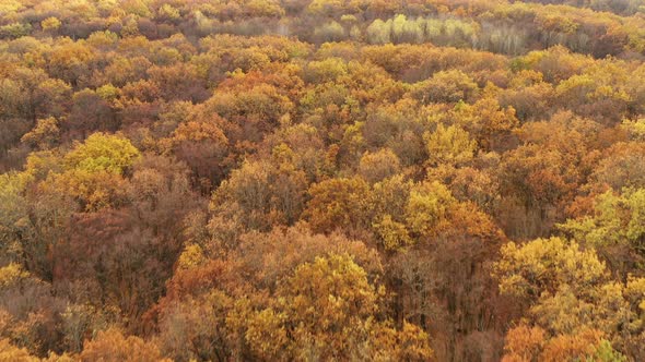 Hills Covered with Yellow Autumn Forest Foliage  Tilt Reveal Drone Shot