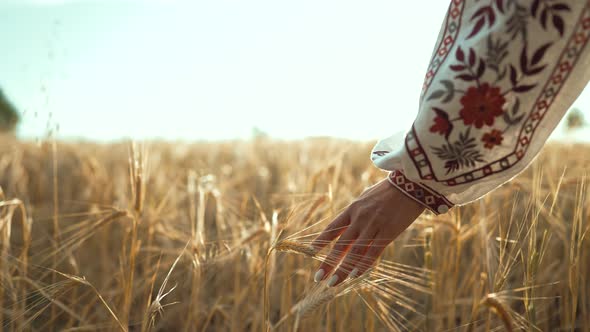 Woman in Ukrainian Embroidered Shirt Touching Ripe Ears of Barley or Wheat in Sunset Light