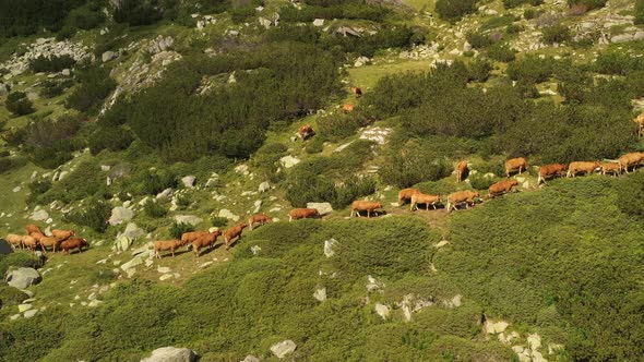 A Herd Of Cows Climb The Mountain