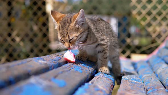 Stray Gray Kitten Eating Food on the Street on a Bench. Slow Motion.