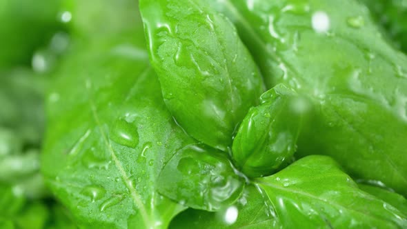 Super Slow Motion Shot of Water Drops Falling on Fresh Basil at 1000Fps.