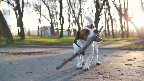 Jack Russell Terrier Dog with a Stick in Park