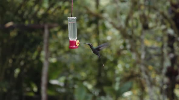 Hummingbird drinking water on a feeder in Mindo Ecuador gardens