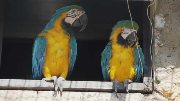 Pair of Blue-and-yellow Macaw, Ara Ararauna, Also Known As the Blue-and-gold Macaw,