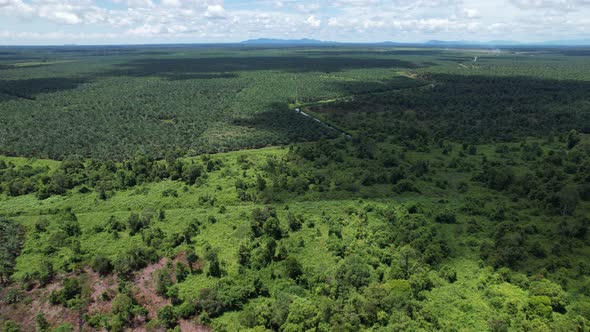 Aerial View of The Palm Oil Estates