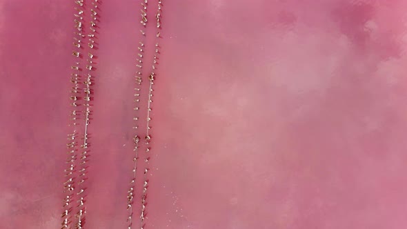 Pink Lake with Therapeutic Mud Ungraded  Footage on Sunset, Air Drone View