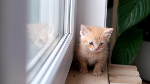 Small Red Ginger Tabby Kitten Sitting on the Window at Home and Looking Outside on Sunny Day