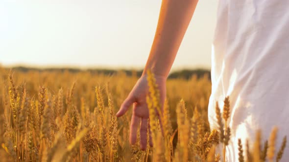 Woman in White Dress Walking Along Cereal Field